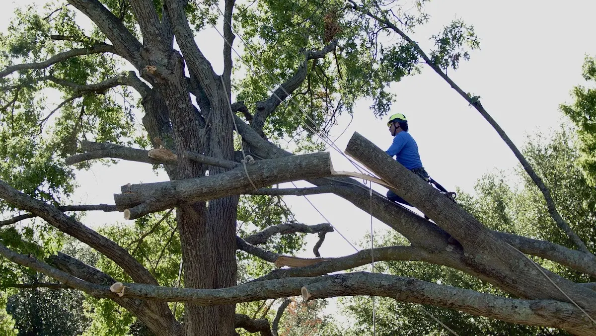 Professional Crown Thinning performed by certified arborists in Josephine